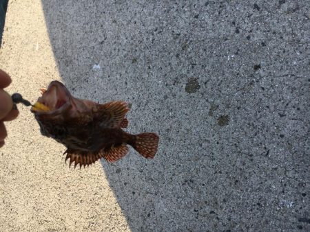 ガッシーの入れ食い