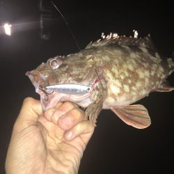 大荒れ後の名港ボートフィッシング!