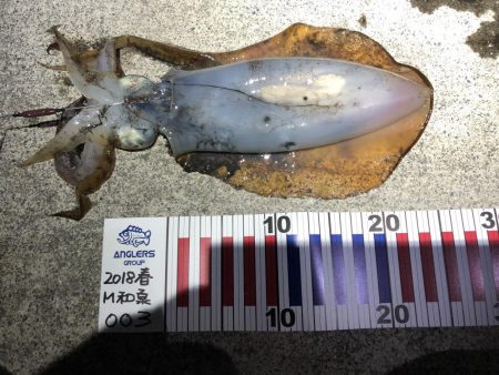 ゴールデンスクウィット