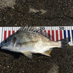 テトラでヘチ釣り