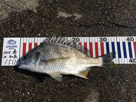 テトラでヘチ釣り