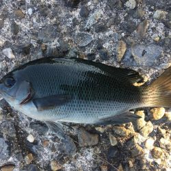 カタクチイワシ サバ