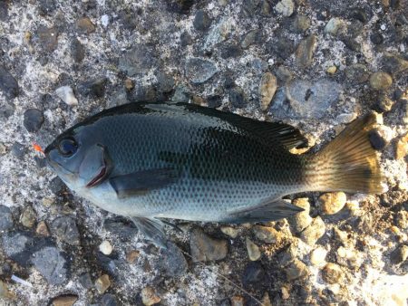 カタクチイワシ サバ