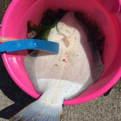 初カレイが釣れました