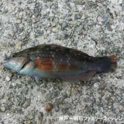 小物爆釣で満足の一日