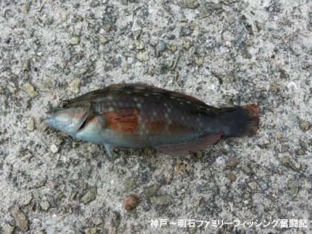 小物爆釣で満足の一日