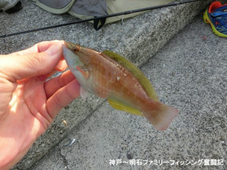 根魚絶好調