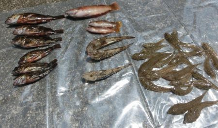 キスはまだかな？ホウボウ釣れた