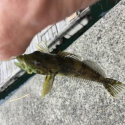 久しぶりのロックシャア