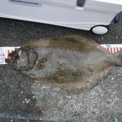 アジのブッコミ