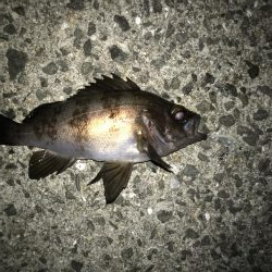 アジングからの〜