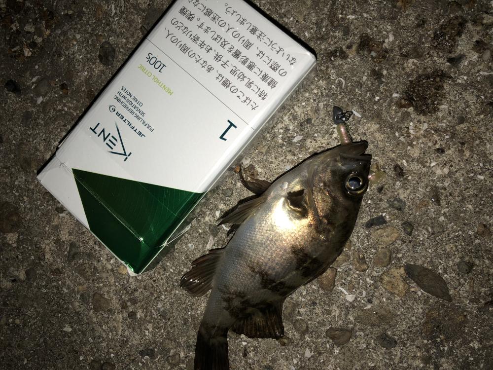 GW強風メバリング