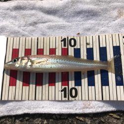 投げ釣りでキス