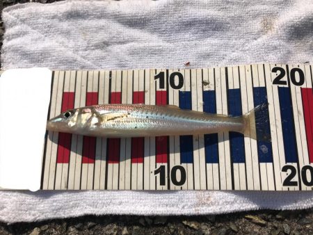 投げ釣りでキス