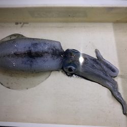 今年初！春アオリ！