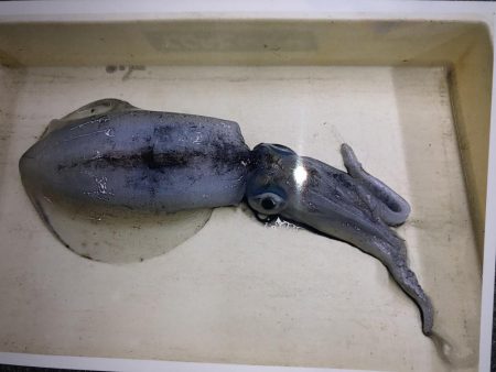 今年初！春アオリ！