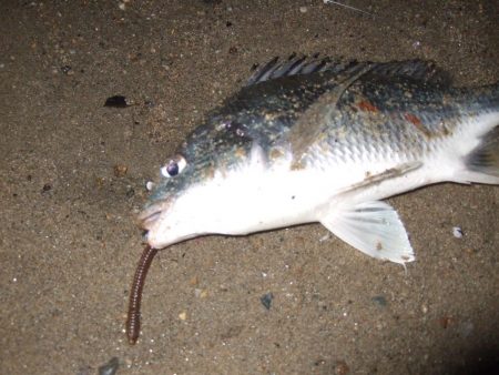 ２０１８ キビレ調査NO、８