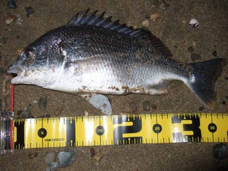 ２０１８ キビレ調査NO、９