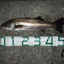 渋い中何とかゲット！