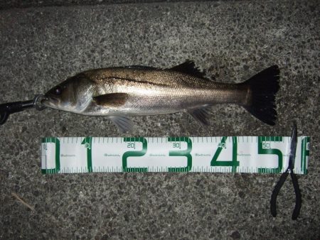 渋い中何とかゲット！