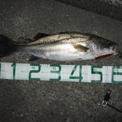 今シーズン初”スズキ”\(^o^)/