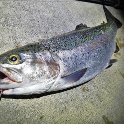 シーバス狙いが