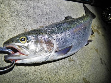 シーバス狙いが