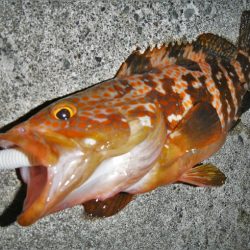 根魚狙い