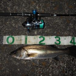 サイズは望めない…。