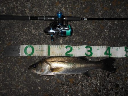 サイズは望めない…。