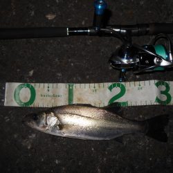 5/16バチ抜け調査。