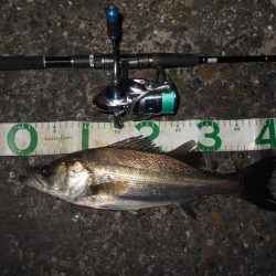 5/18バチ抜け調査。