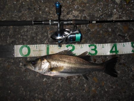 5/18バチ抜け調査。