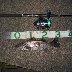 5/21バチ抜け調査。