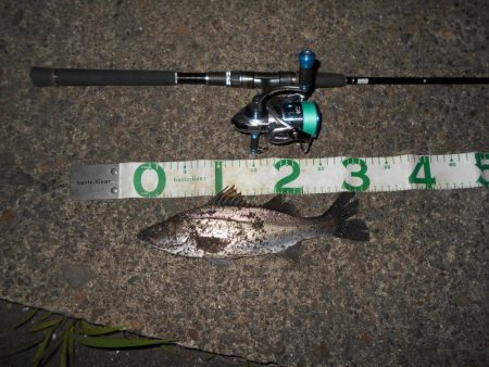 5/21バチ抜け調査。