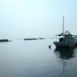 全体的に新子が多いです。