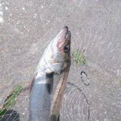 しばらくぶりだよ停泊船ゲーム