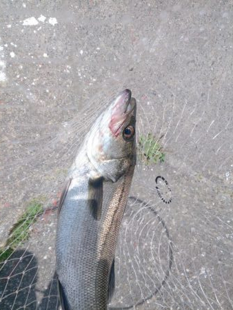 しばらくぶりだよ停泊船ゲーム