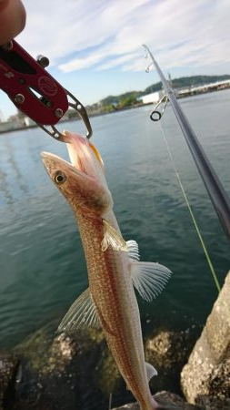 ライトワインドゲーム