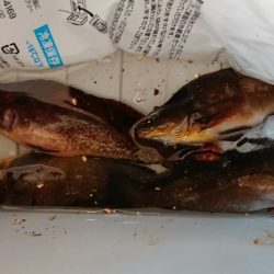 アイナメ１人勝ち