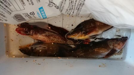 アイナメ１人勝ち