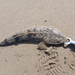 とりあえずヒット！