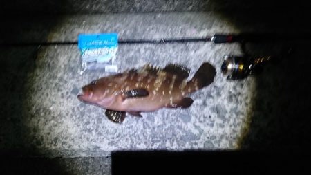 大物高級魚！！