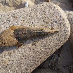 息子のマゴチ初ヒット