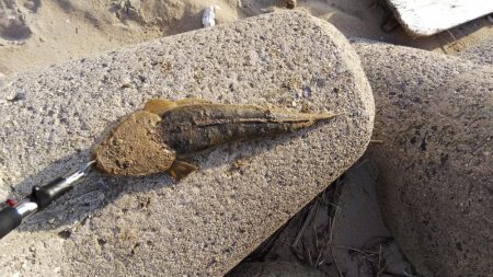 息子のマゴチ初ヒット