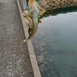 ライトワインド