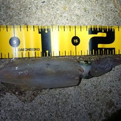 仕事終わりエギング