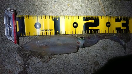 仕事終わりエギング