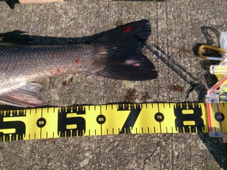 停泊船ゲームで75cm