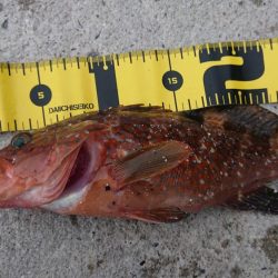 エギングなのに…